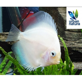 Discus snow white 5-6 cm RUI Deluxe