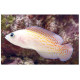 PSEUDOCHROMIS SP RED SPOTTED Pholidochromis cerasina