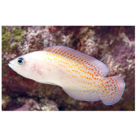 PSEUDOCHROMIS SP RED SPOTTED Pholidochromis cerasina