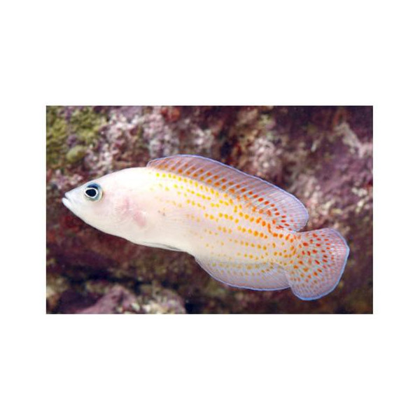 PSEUDOCHROMIS SP RED SPOTTED Pholidochromis cerasina