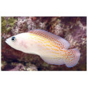 PSEUDOCHROMIS SP RED SPOTTED Pholidochromis cerasina