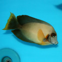 ACANTHURUS PYROFERUS L