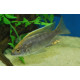 Copadichromis virginalis yellow crest