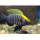 Copadichromis virginalis yellow crest