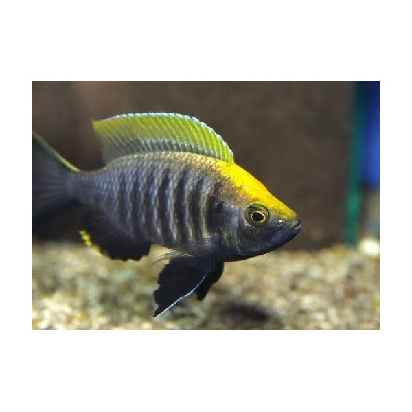 Copadichromis virginalis yellow crest