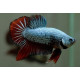 Betta Macho Plackat Hm Triband