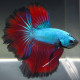 Betta Macho halfmoon Dragon verde rojo