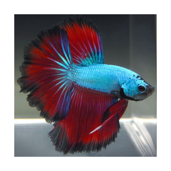 Betta Macho halfmoon Dragon verde rojo