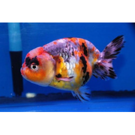 Ranchu Calico Carassius Auratus M