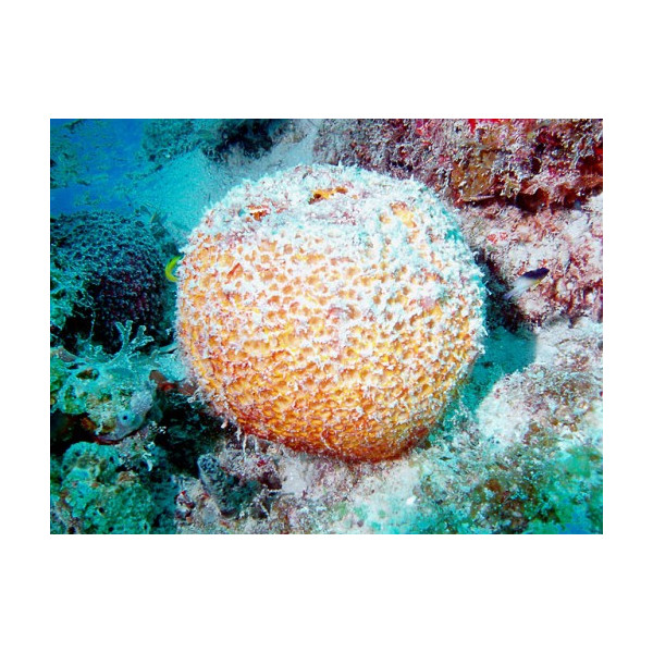 Cinachyrella ball esponge (esponja balon)