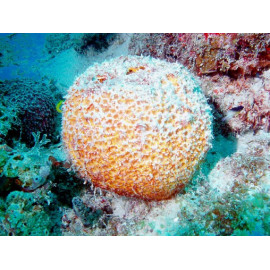 Cinachyrella ball esponge (esponja balon)