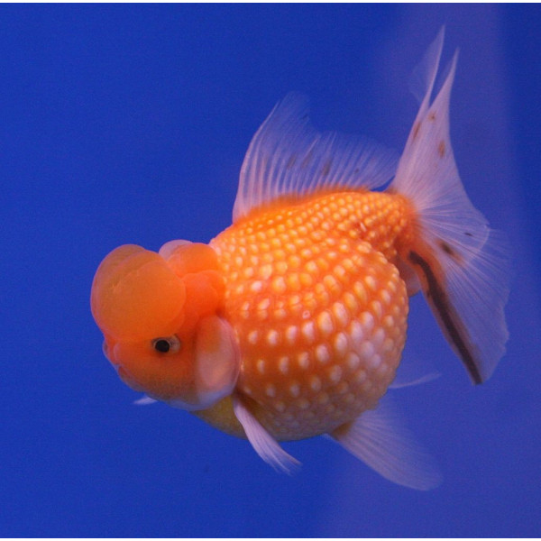 COMETA ROJO 4-5CM CARASSIUS AURATUS