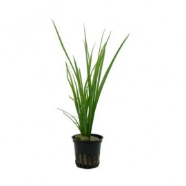 Cyperus helferi tropica