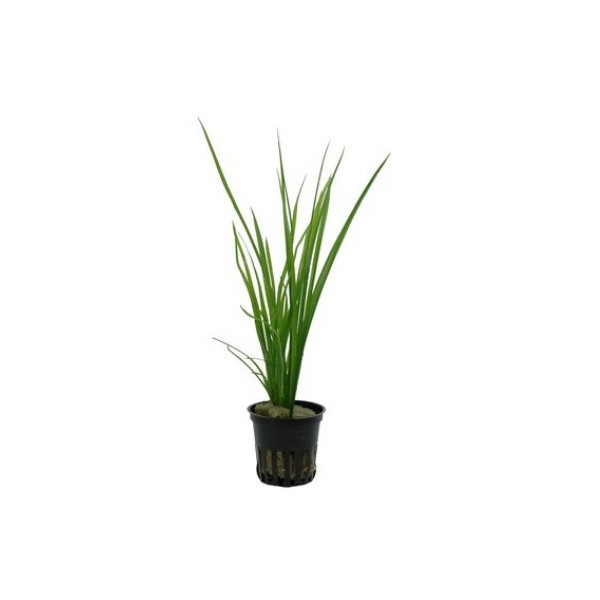 Cyperus helferi