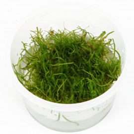 VESICULARIA DUBYANA (JAVA MOSS) IN VITRO CUP