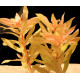 Nesaea pedicellata 'Golden'