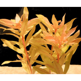 Nesaea pedicellata 'Golden'