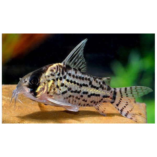 Corydoras schwartzi