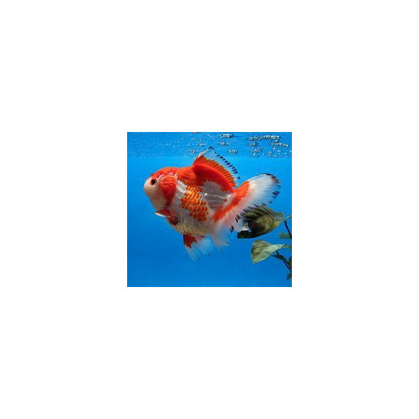 COMETA ROJO 4-5CM CARASSIUS AURATUS