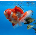 FANTAIL SURTIDO 4-5CM CARASSIUS AURATUS