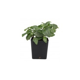 Fittonia 'Mini White'