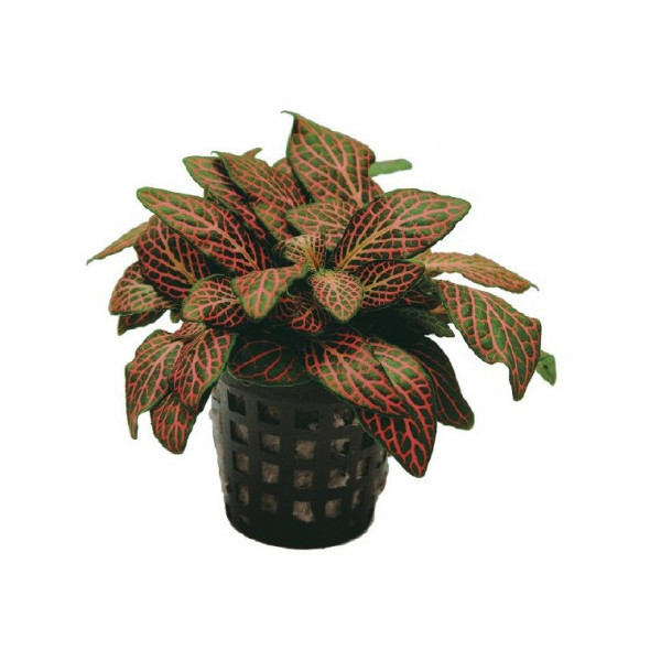 Fittonia 'Mini White'