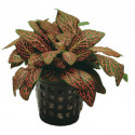 Fittonia 'Red'