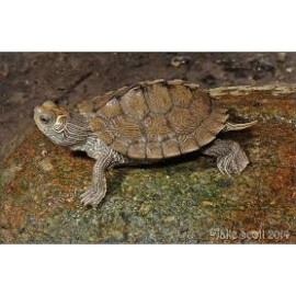 TORTUGA KOHNI 7-8CM GRAPTEMYS PSEUDOGEOGRAPHICA