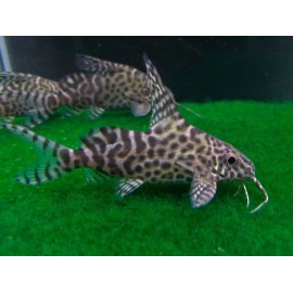 SYNODONTIS EUPTERUS