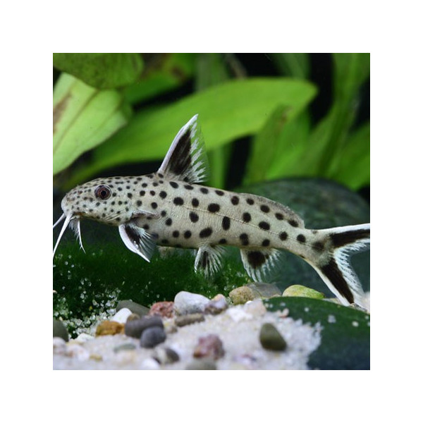 SYNODONTIS PETRICOLA