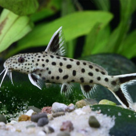 SYNODONTIS PETRICOLA