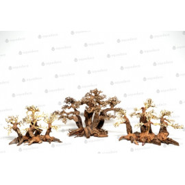 Forest Bonsai S