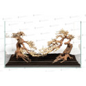 Claw Bonsai M