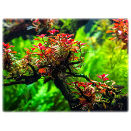 ludwigia mini super red