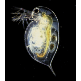 Daphnia Vivo pequeño