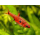 Rasbora Maculata