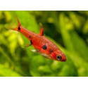 Rasbora Maculata