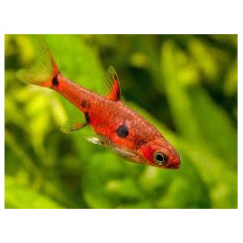 Rasbora Maculata