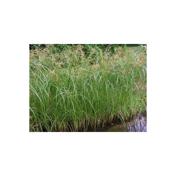 CYPERUS LONGUS