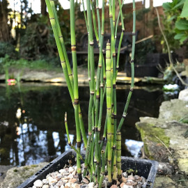 EQUISETUM JAPONICA