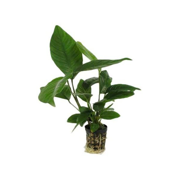 Anubias heterophylla
