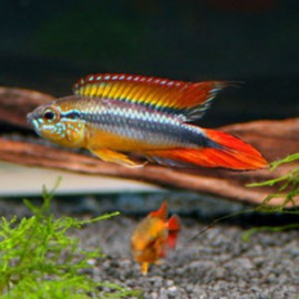 Apistogramma agassizii HQF