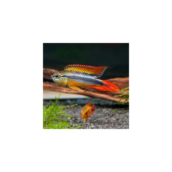 Apistogramma agassizii HQF