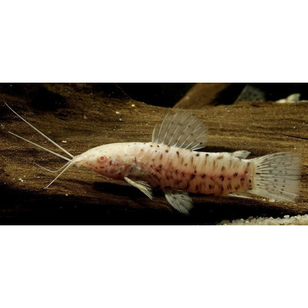 megalechis thoracata albino