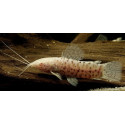 megalechis thoracata albino