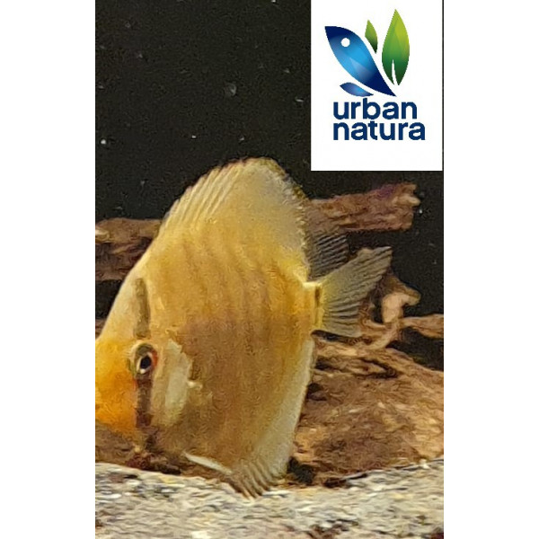 Discus Turquesa RED Ruinemans symphysodon aequifasciatus