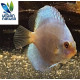 Discus Blue Diamond Ruinemans S