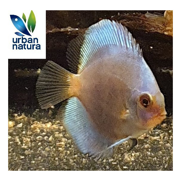 Discus Blue Diamond Ruinemans S