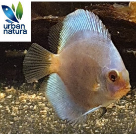 Discus Blue Diamond Ruinemans S