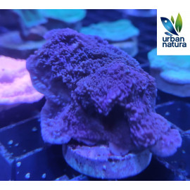 Montipora plato Purple CITES: ES-CC-00005/18l